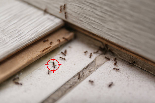 Best Insect Control  in Wellford, SC