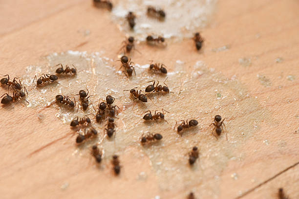 Best Cockroach Control Services  in Wellford, SC
